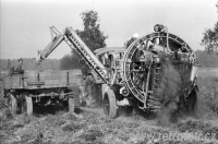 Sklizeň řepy v roce 1961