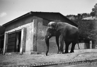 Zoologická zahrada v Troji v Praze