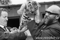 Josef Vágner a malí tygři v ZOO ve Dvoře Králové