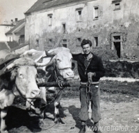 Povoz tažený dobytkem