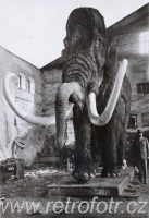 Mamut profesora Absolona