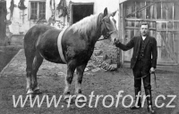 Předvedení tažných koní